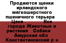 Продаются щенки ирландского мягкошерстного пшеничного терьера › Цена ­ 30 000 - Все города Животные и растения » Собаки   . Амурская обл.,Константиновский р-н